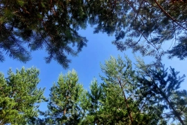 Дом 75 м² на участке 21 сот.