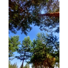 Дом 75 м² на участке 21 сот.