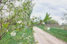 Дом 50 м2, участок 35 соток.