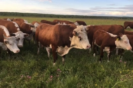 Фермерское хозяйство